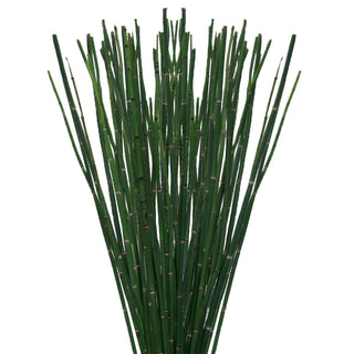 Horsetail greenery