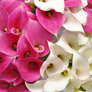 White & Hot Pink Mini Callas White flowers - fresh-cut flowers by Bloomingmore - ideal for weddings and floral events