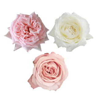 Japanese Garden Rose Combo - 30 Stems Japanese roses - fresh-cut roses by Bloomingmore - perfect for gifting or decoration