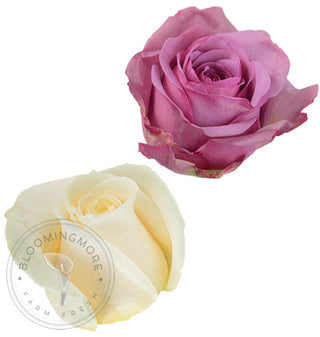 Lavender & White Roses - Choose From 50 to 125 Stems White roses - fresh-cut roses by Bloomingmore - ideal for weddings and floral events