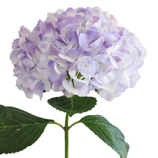 Lavender Hydrangeas Lavender flowers - fresh-cut flowers by Bloomingmore - ideal for weddings and floral events