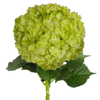 Lime Green Natural Hydrangeas Green flowers - fresh-cut flowers by Bloomingmore - ideal for weddings and floral events