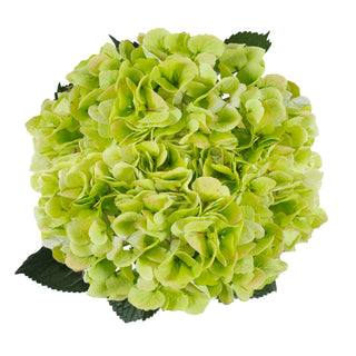 Lime Green Natural Hydrangeas Green flowers - fresh-cut flowers by Bloomingmore - ideal for weddings and floral events