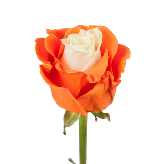 Marshmallow White & Orange Painted Roses White roses - fresh-cut roses by Bloomingmore - ideal for weddings and floral events