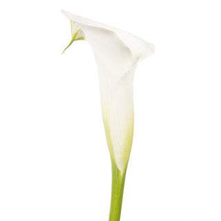 White Mini Calla Lilies White flowers - fresh-cut flowers by Bloomingmore - ideal for weddings and floral events