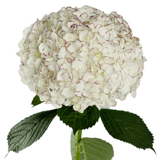 Peppermint Hydrangeas White flowers - fresh-cut flowers by Bloomingmore - ideal for weddings and floral events