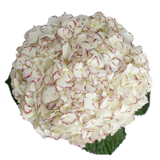 Peppermint Hydrangeas White flowers - fresh-cut flowers by Bloomingmore - ideal for weddings and floral events