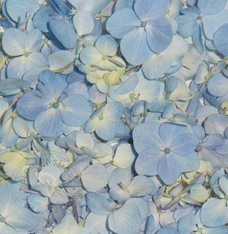Blue Hydrangea Petals Blue flowers - fresh-cut flowers by Bloomingmore - ideal for weddings and floral events