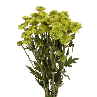 Green Natural Button Pompom Mums Green flowers - fresh-cut flowers by Bloomingmore - ideal for weddings and floral events