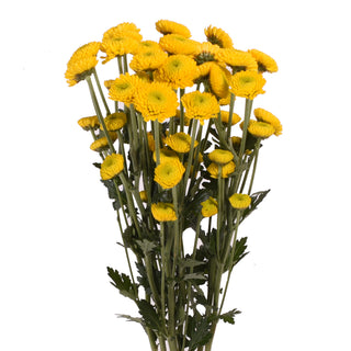 Yellow Natural Button Pompom Mums Yellow flowers - fresh-cut flowers by Bloomingmore - ideal for weddings and floral events