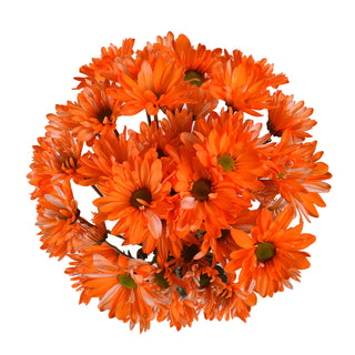 Orange Tinted Pompom Daisy Mums Orange flowers - fresh-cut flowers by Bloomingmore - ideal for weddings and floral events
