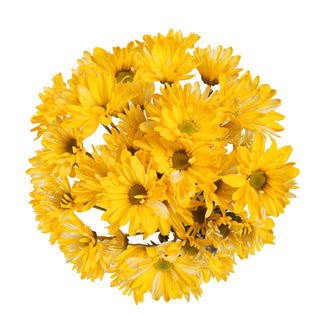 Yellow Tinted Pompom Daisy Mums Yellow flowers - fresh-cut flowers by Bloomingmore - ideal for weddings and floral events