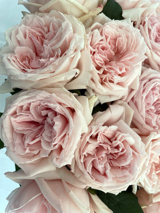 Japanese Garden Rose Combo - 30 Stems Japanese roses - fresh-cut roses by Bloomingmore - perfect for gifting or decoration