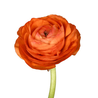 Ranunculus Orange Orange flowers - fresh-cut flowers by Bloomingmore - ideal for weddings and floral events