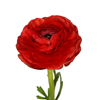 Red Ranunculus Red flowers - fresh-cut flowers by Bloomingmore - ideal for weddings and floral events