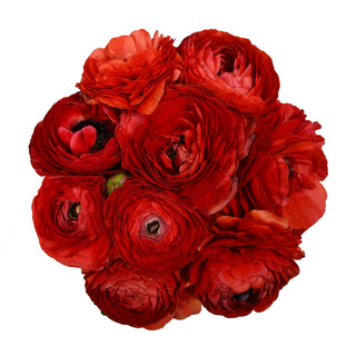 Red Ranunculus Red flowers - fresh-cut flowers by Bloomingmore - ideal for weddings and floral events