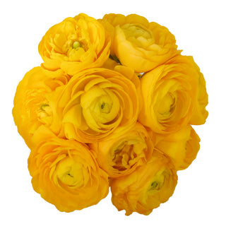 Ranunculus Yellow Yellow flowers - fresh-cut flowers by Bloomingmore - ideal for weddings and floral events