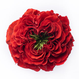 Garden Red Roses, Monster Red roses - fresh-cut roses by Bloomingmore - ideal for weddings and floral events