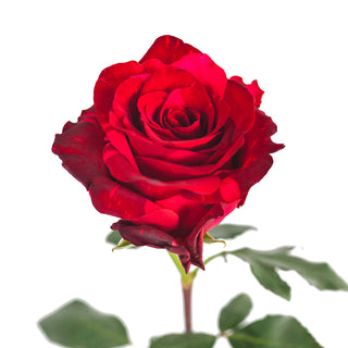 Red Panther Roses Red roses - fresh-cut roses by Bloomingmore - ideal for weddings and floral events