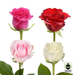 Fair Trade Natural Assorted Roses - 100 Stems Pink roses - fresh-cut roses by Bloomingmore - ideal for weddings and floral events