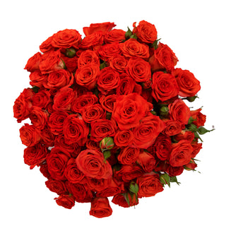 Red Spray Roses Red roses - fresh-cut roses by Bloomingmore - ideal for weddings and floral events