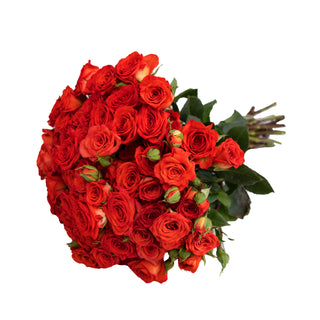 Red Spray Roses Red roses - fresh-cut roses by Bloomingmore - ideal for weddings and floral events