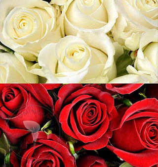 Red & White Roses Red roses - fresh-cut roses by Bloomingmore - ideal for weddings and floral events