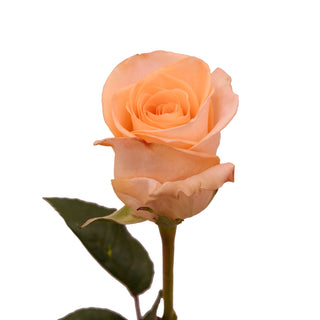 Tiffany Roses Peach roses - fresh-cut roses by Bloomingmore - ideal for weddings and floral events