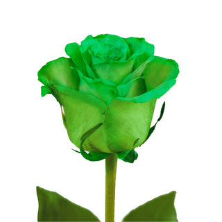 Green Tinted Roses Green roses - fresh-cut roses by Bloomingmore - ideal for weddings and floral events