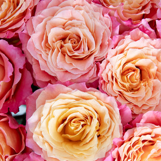 Free Spirit Garden Rose - 36 stems Orange roses - fresh-cut roses by Bloomingmore - ideal for weddings and floral events