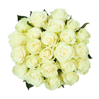 Mojito Roses White roses - fresh-cut roses by Bloomingmore - ideal for weddings and floral events