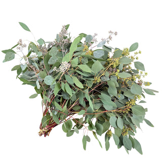 Seeded Eucalyptus Green flowers - fresh-cut flowers by Bloomingmore - ideal for weddings and floral events