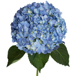 Shocking Blue Hydrangeas Blue flowers - fresh-cut flowers by Bloomingmore - ideal for weddings and floral events