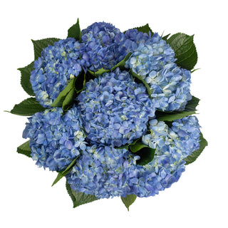 Shocking Blue Hydrangeas Blue flowers - fresh-cut flowers by Bloomingmore - ideal for weddings and floral events