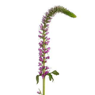 Skyler pink veronica filler flower