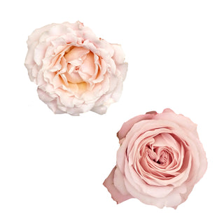 Spray Garden Rose Collection - 24 Stems Spray roses - fresh-cut roses by Bloomingmore - perfect for gifting or decoration