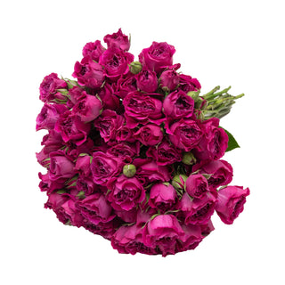 Hot Pink Spray Roses Pink roses - fresh-cut roses by Bloomingmore - ideal for weddings and floral events