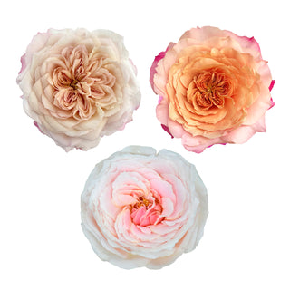 Wabara Garden Rose Collection - 36 Stems Wabara roses - fresh-cut roses by Bloomingmore - perfect for gifting or decoration