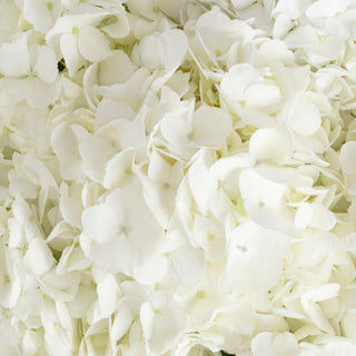 White Hydrangea Petals White flowers - fresh-cut flowers by Bloomingmore - ideal for weddings and floral events