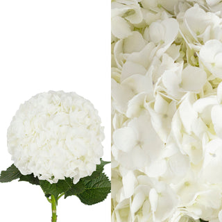 White Hydrangeas and Hydrangea Petals White flowers - fresh-cut flowers by Bloomingmore - ideal for weddings and floral events