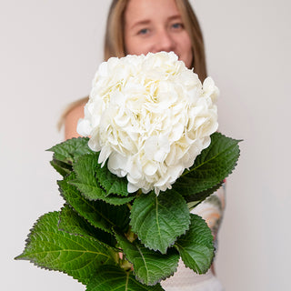 Natural white hydrangeas