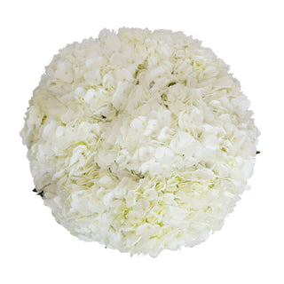 White Premium Natural Hydrangeas White flowers - fresh-cut flowers by Bloomingmore - ideal for weddings and floral events