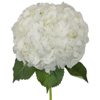 White Premium Natural Hydrangeas White flowers - fresh-cut flowers by Bloomingmore - ideal for weddings and floral events