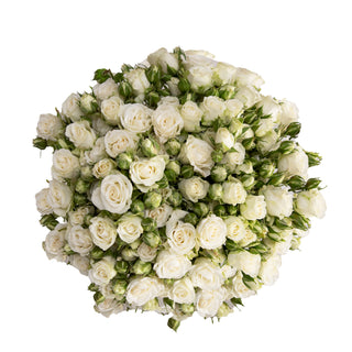 White Spray Roses White roses - fresh-cut roses by Bloomingmore - ideal for weddings and floral events