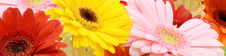 Yellow gerbera flower