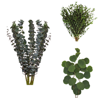 Assorted Eucalyptus Baby Blue, Parvifolia & Silver Dollar Combo Green flowers - fresh-cut flowers by Bloomingmore - ideal for weddings and floral events