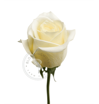 24 Farm Fresh White Roses White roses - fresh-cut roses by Bloomingmore - perfect for gifting or decoration